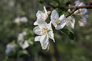 한국 견북 영일군 과수원 사과꽃입니다
