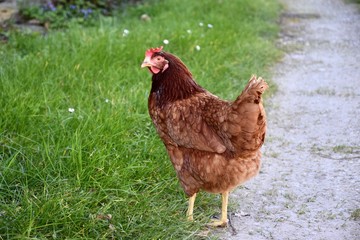 Poule ou poulet ou coq qui marche sur un chemin près de l'herbe à la ferme à la campagne.