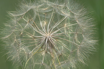 Field thistle seeds in close up