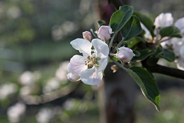 한국경북 영일군 과수원 의 사과꽃 입니다