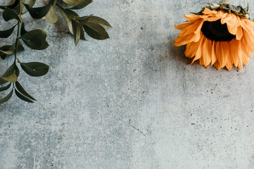 sunflower grey background