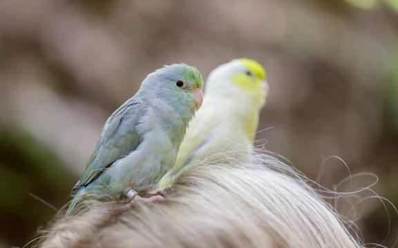 Parrotlet female (blue) and male (yellow) perched on their owner's head.

