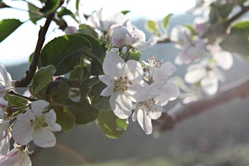 한국경북 영일군 과수원 의 사과꽃 입니다