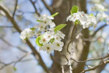 Blooming tree in spring