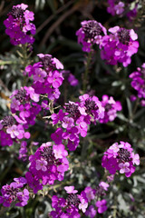 Erysimum Bowles's Mauve, England, United Kingdom