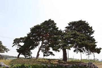 한국경북 영일군 과수원 의 사과꽃 입니다