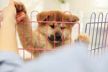 Woman near playpen with Akita Inu puppy indoors, closeup. Baby animal