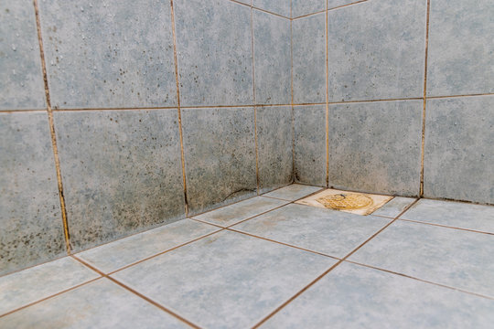 Mildew, dirty unhygienic mold growing on bathroom wall tile