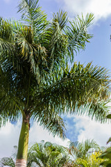 Fototapeta premium verano