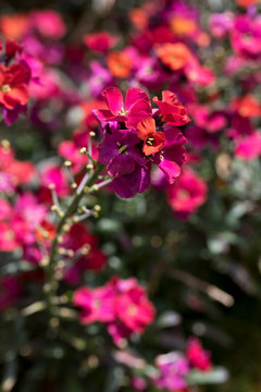 Erysimum Red Jep in flower, England, UK