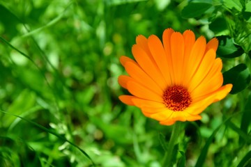 orange calendula flower in the garden