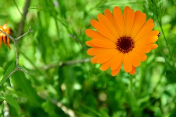 orange calendula flower in the garden