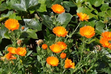 orange calendulas flower in the garden - obrazy, fototapety, plakaty