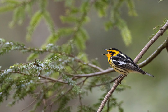 Blackburnian warbler - Setophaga fusca