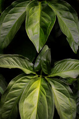 
creeper plant leaves