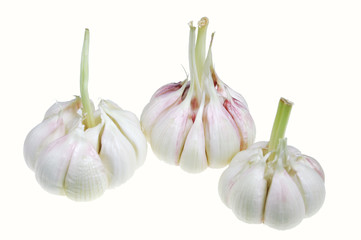 fresh garlic isolated on white background