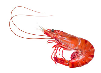 Cooked Tiger shrimp isolated on white background,Tiger Prawn isolated on a White Background. with clipping path.