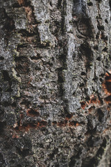 bark of a tree