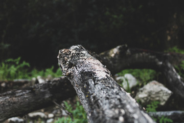 Dead tree trunk