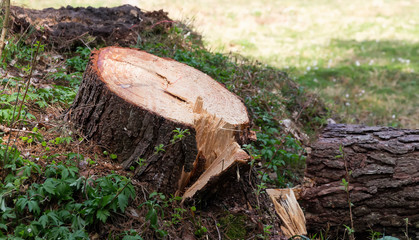 Stump of freshly cut conifers in the forest