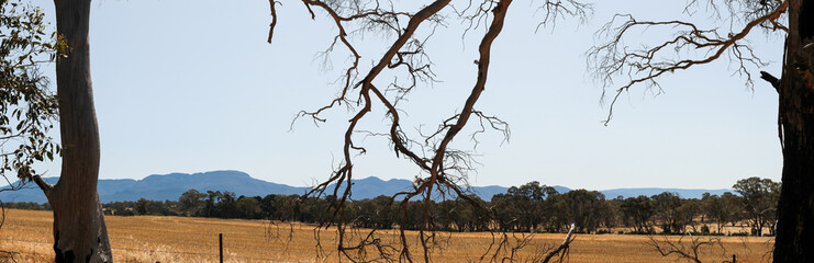 Panorama of wide open farm fields of freshly harvested hay seen through native trees with part of the Grampians National Park mountain range rising in the background, rural Victoria