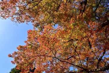 青空バックに見上げるカラフルなモミジの紅葉