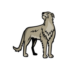 Sports mascot icon illustration of Scottish Deerhound or the Deerhound, a large breed of hound bred for hunting red deer viewed from front on isolated background in retro style.