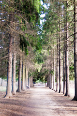 Forest path among massive pines.