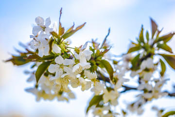White Cherry Blossom
