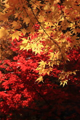 赤と黄色の秋