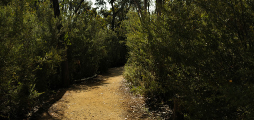 Obraz premium panorama of a winding dirt gravel path on a hiking trail through native Australian bushland in the Grampians National Park, rural Victoria