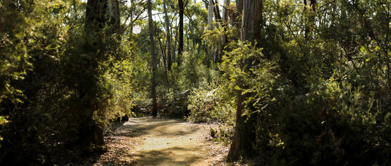 panorama of a winding dirt gravel path on a hiking trail through native Australian bushland in the Grampians National Park, rural Victoria