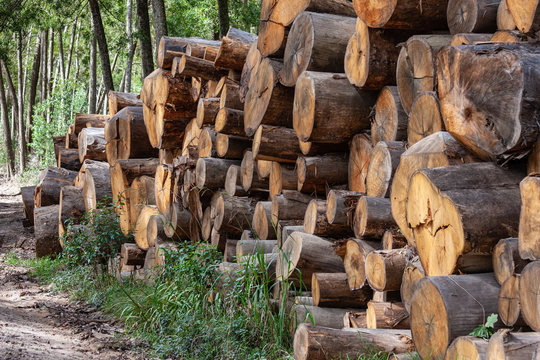 Sustainable logging in the Knysna forests