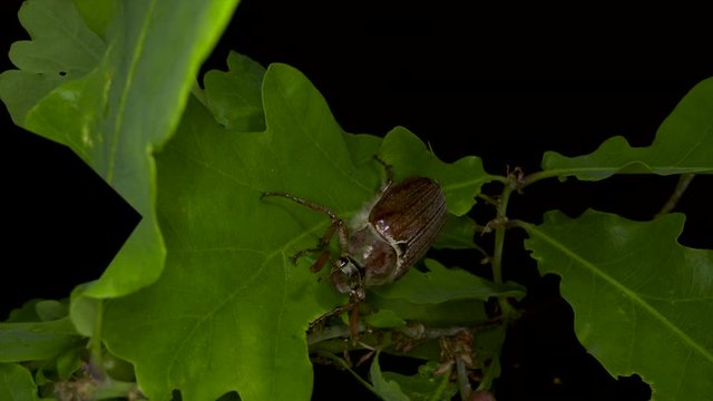 a female cockchafer crawls between the leaves of the oak tree.