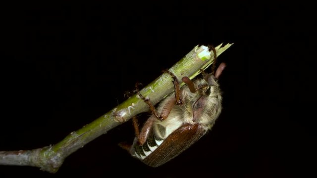 close up shot of a female cockchafer hanging from a broken twig of an oak tree