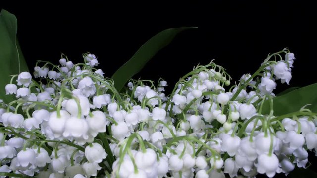 slider shot over beautiful lily of the valley flowers