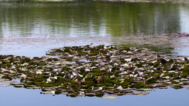 water lilies on the water of a swamp in western Europe