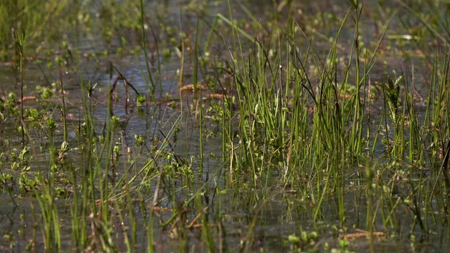 a shot of the plants in a swamp in western europe