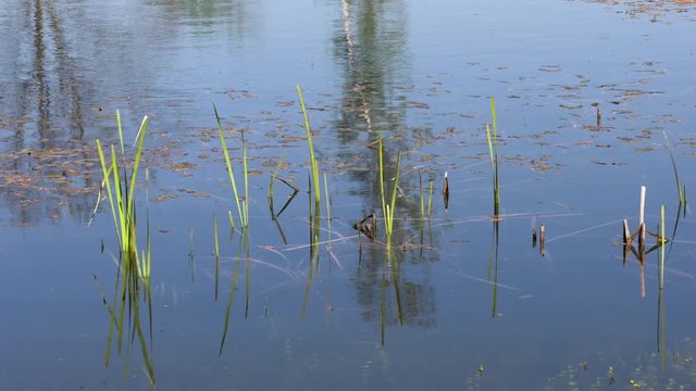 shot of the specular surface water of a swamp