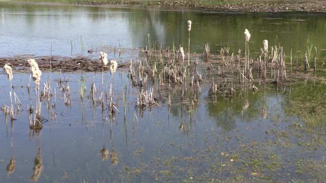 image of the reed with panicle in a pool