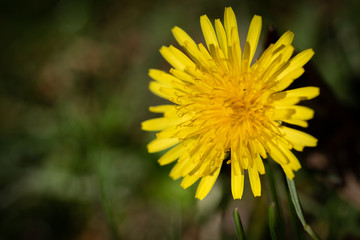 yellow dandelion flower