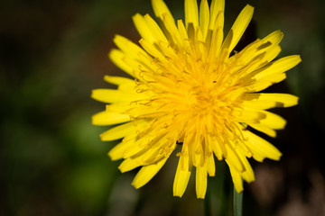 yellow dandelion flower
