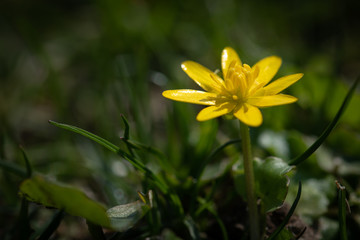yellow flower in the garden
