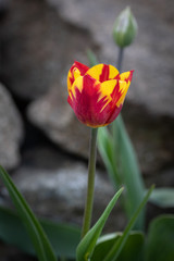 red and yellow tulip