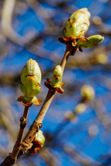 Green buds on a tree against a blue sky. Fresh leaves on a chestnut branch. Springtime concept.