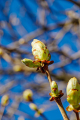 Green buds on a tree against a blue sky. Fresh leaves on a chestnut branch. Springtime concept.
