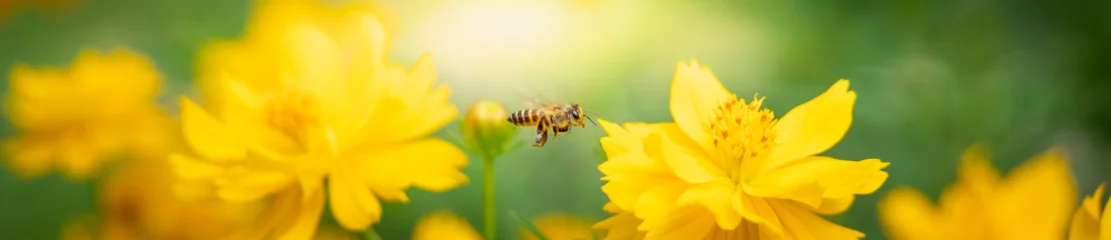 Foto auf Acrylglas Biene Natur der Blume und der Biene im Garten, die als Deckblatthintergrund natürliche Floratapete oder Vorlagenbroschüre-Landingpage-Design verwendet