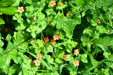 red flowers and green leaves