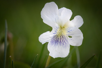 white flower in the garden
