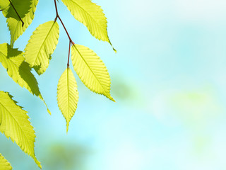 新緑のケヤキの葉